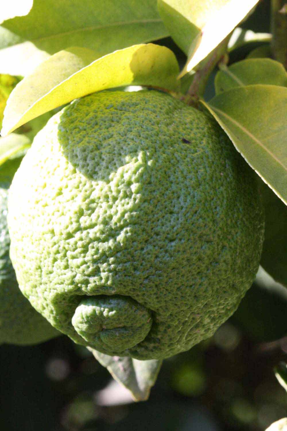            Immature fruit (Riverside, CA)   